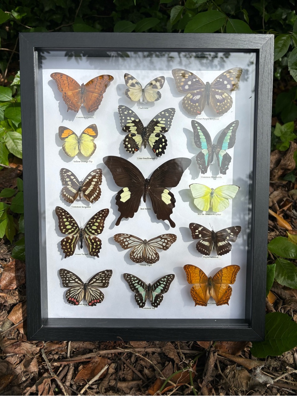 🦋15 Count Real Butterfly Display Case🦋